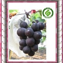 原豐果園103年夏季葡萄
