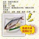 急速冷凍紅甘魚