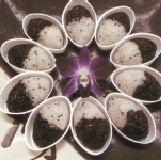 龍鳳榛品 ＊每顆15元/口味獨特又美味！好吃大推薦