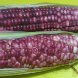 黑珍珠玉米