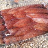 小卷(小)(15隻以上/盒)300g