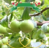 汎亞欣農場-燕巢嚴選 特選頂級柿蜜棗-M 新発売 1/10號前出貨九折 現買/爆殺5折優惠(5台斤/滿八盒免運費) 特價：$405