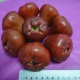 經濟版 鹹水地特優級 黑珍珠蓮霧 經濟版 (24顆入) 產地直送 正宗鹹水地 不怕貨比貨只怕不識貨 特價：$200