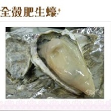 全殼肥生蠔