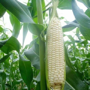 北海道牛奶水果玉米