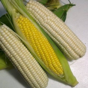 白糯玉米