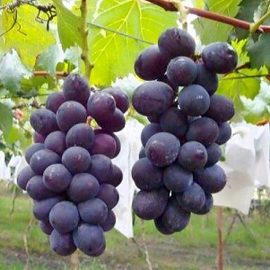 吳老爹-嚴選大村巨峰葡萄(4斤含箱足重)