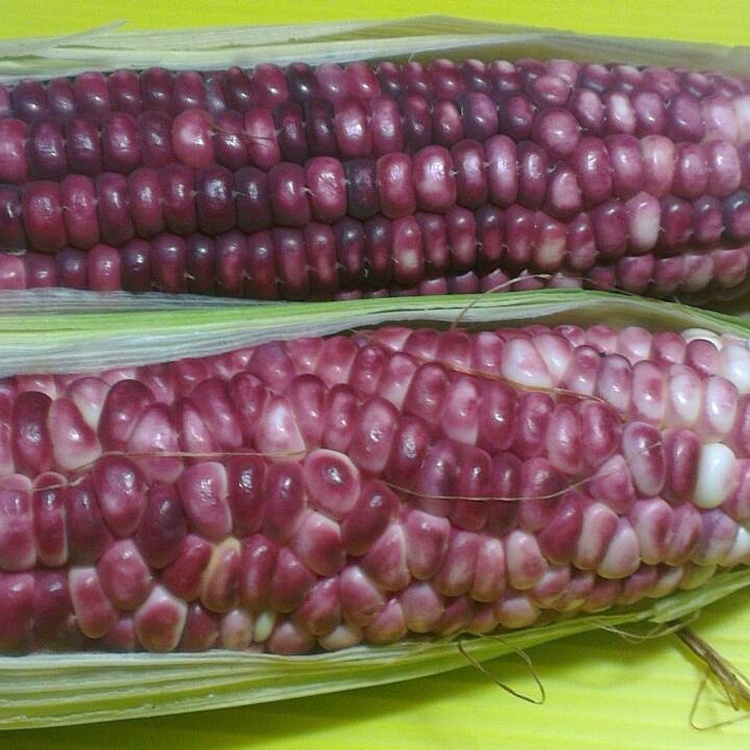 黑珍珠玉米