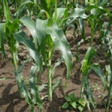 無農藥玉米 特價：$200