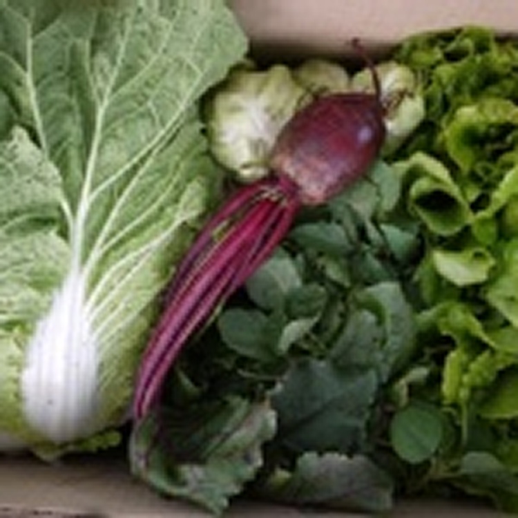 完全無農藥一籃菜