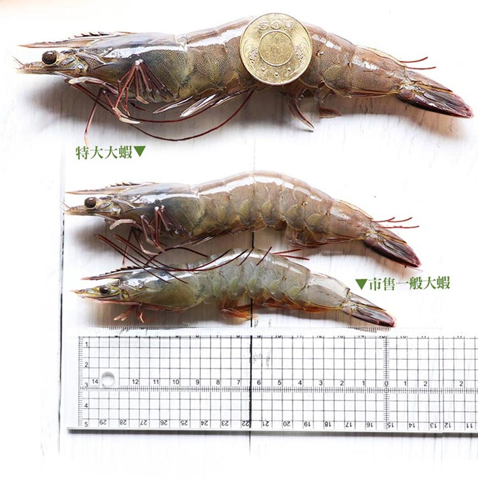 市售一般大蝦，特大大蝦▼。