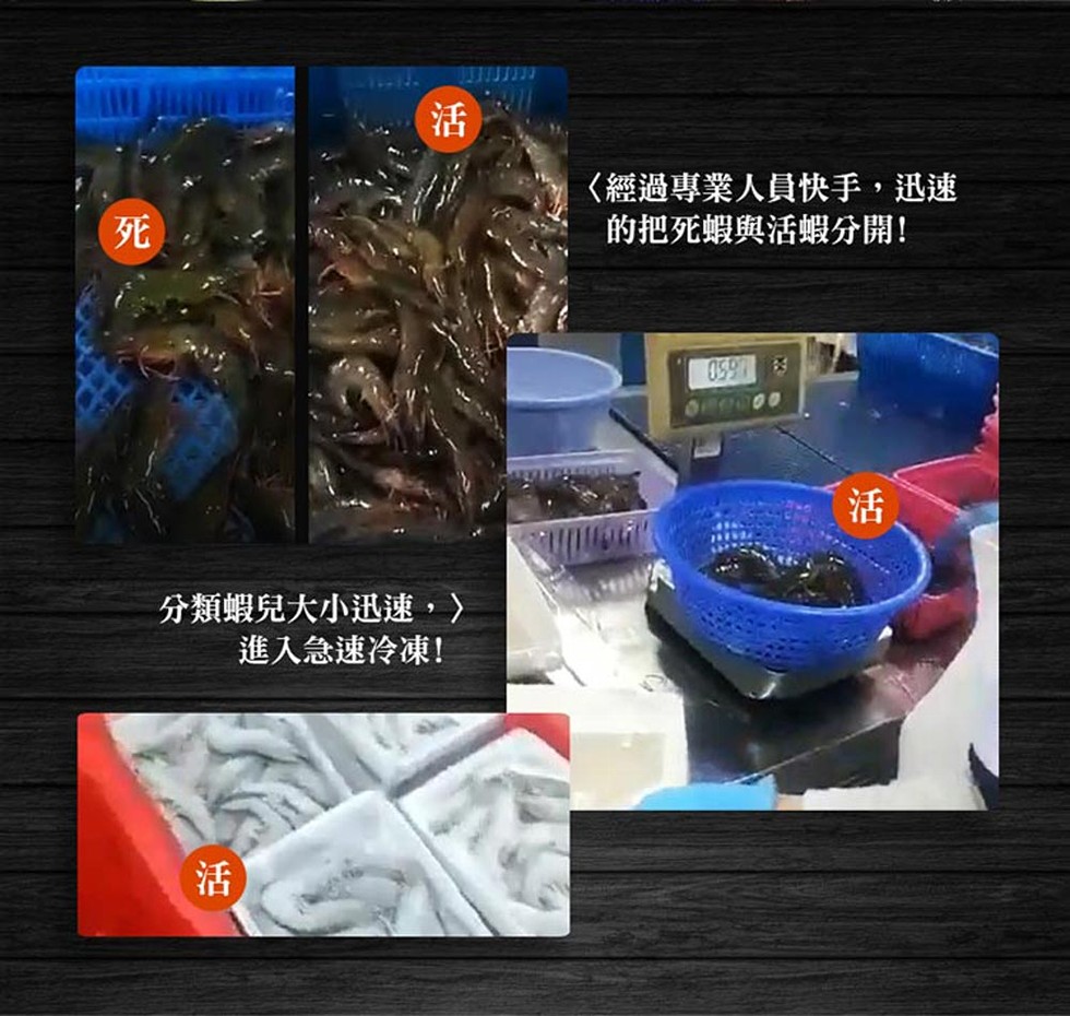 分類蝦兒大小迅速,〉，進入急速冷凍!〈經過專業人員快手,迅速，的把死蝦與活蝦分開!。