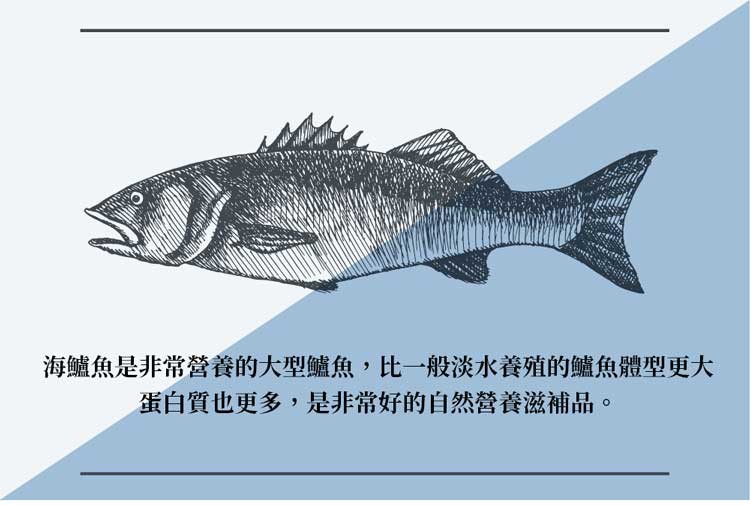 海鱸魚是非常營養的大型鱸魚,比一般淡水養殖的鱸魚體型更大，蛋白質也更多,是非常好的自然營養滋補品。