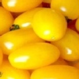 ＊六六好禮＊ 優質小番茄(產地直送)~新鮮多汁