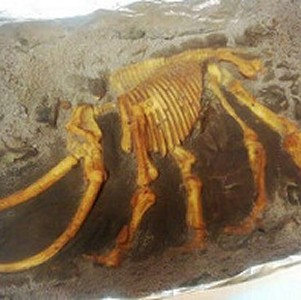 午茶點心-侏儸紀化石禮盒-長毛象(隨機出貨不挑款)