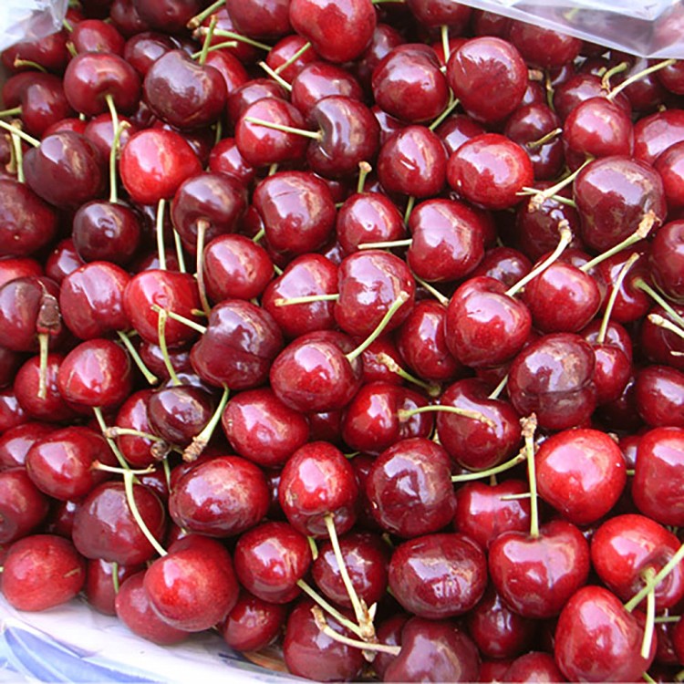 C1077 【築地一番鮮】空運9ROW加州櫻桃(500G/禮盒 共2盒)