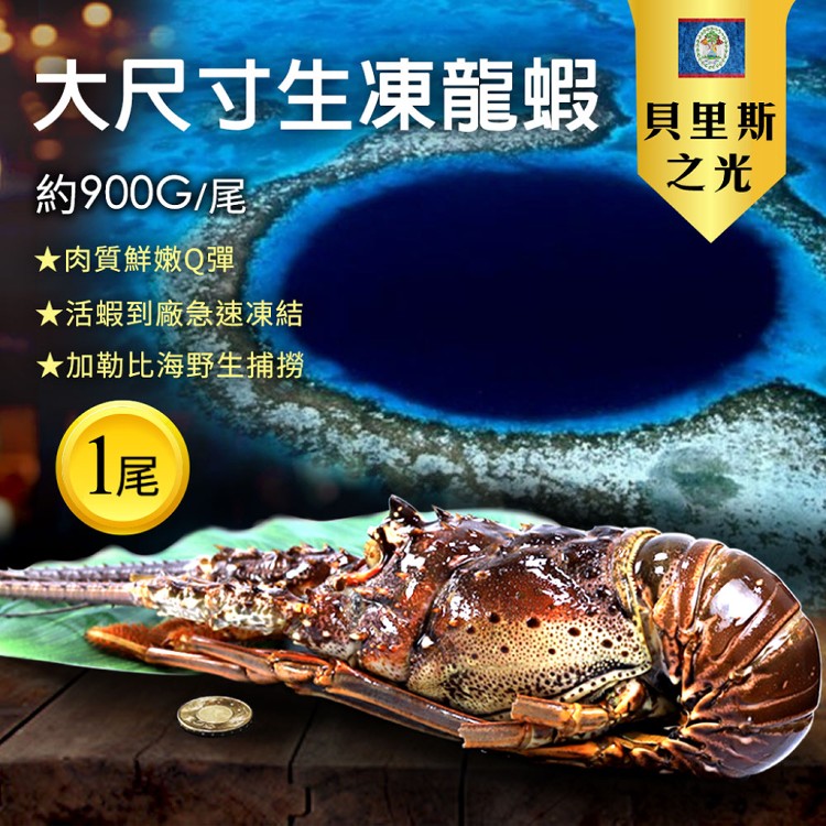 A2227【築地一番鮮】特大野生捕撈-貝里斯之光活凍特大龍蝦1尾(900G/尾)