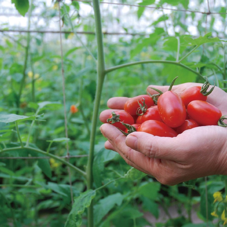 溫室玉女小蕃茄