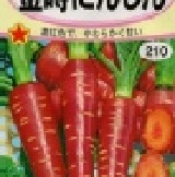 【日本進口蔬菜種子】金時胡蘿蔔~ 深紅色且肉質甘甜的品種。