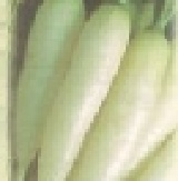 【日本進口蔬菜種子】白長二十日大根，速成的可愛小蘿蔔品種，特別推薦！！