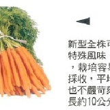 【荷蘭進口蔬菜種子】金手指超迷你胡蘿蔔，全年都可播種，最快速採收！