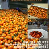 橙蜜香冠軍蕃茄（5斤）