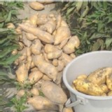 台57號地瓜（雲林水林蕃薯）