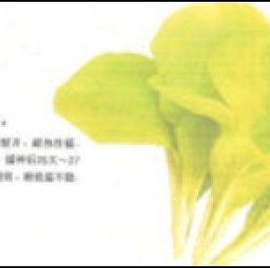 【稀有蔬菜種子】金光菜，新種蔬菜！！