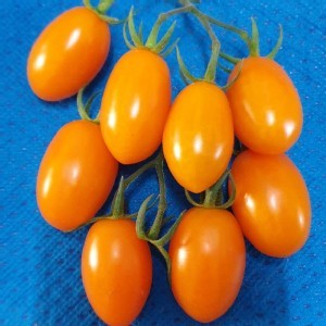 金瑩小番茄-5斤裝