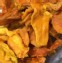 愛文芒果乾（NG品600公克/斤）