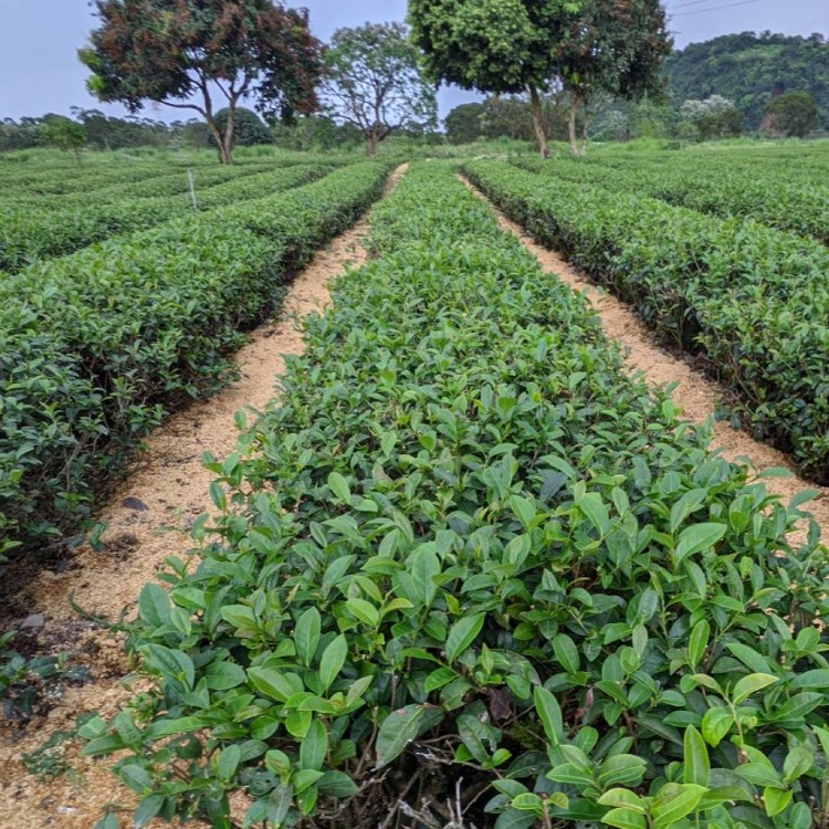 【松輝茶園】有機綠茶\有機紅茶\有機烏龍茶\有機金萱茶