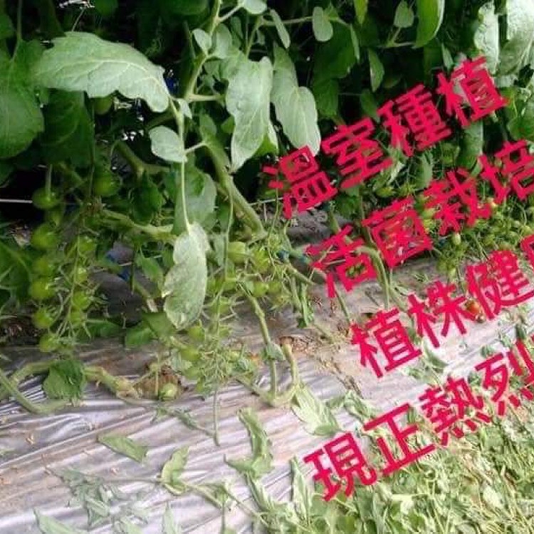 玉女小蕃茄（600公克）