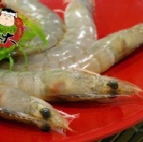 活凍白蝦