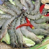 嚴選新鮮草蝦14尾 ~中秋&普渡特價~ 特價：$139