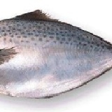 花鯧 -巴西真鯧~