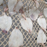 小卷一夜干 -5片入~新品嚐鮮~