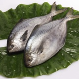 3月下單送好魚~花鯧 ~活動辦法請點入看說明~跟團請不要點我