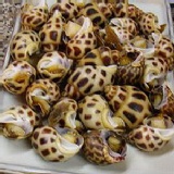 活凍鳳螺 ~傳說中的鳳螺咬一口，牙齒彈出口~小心