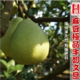 ~40年老叢~正宗麻豆牛奶文旦10斤-免運費