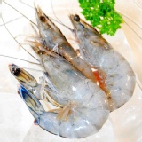 頂級鮮脆藍鑽蝦