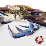 斯里蘭卡無敵大極品花蟹