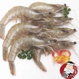 台灣鮮白蝦