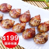 海之醇 ※ 活凍鳯螺 ※