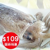 海之醇 ※ 鮮凍軟絲 ※