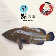 野生星點石斑