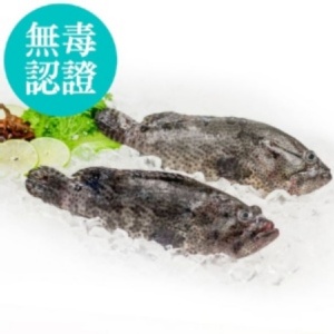 嚴選老虎斑冰鮮全魚