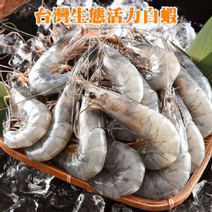 【喬大】台灣生態活力白蝦