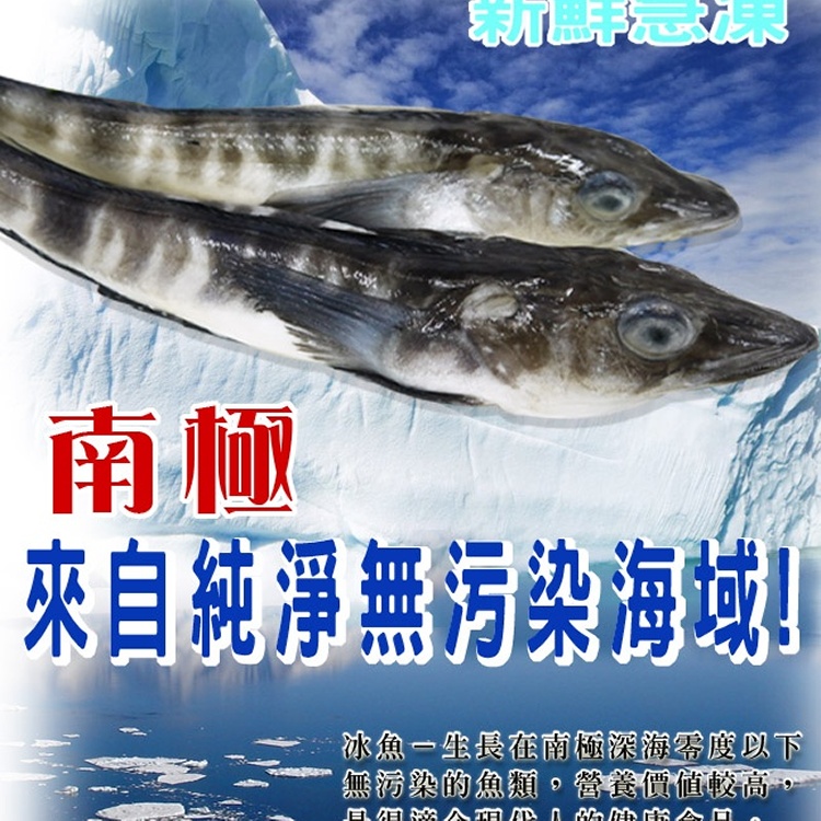 海之醇 ※ 南極冰魚 ※