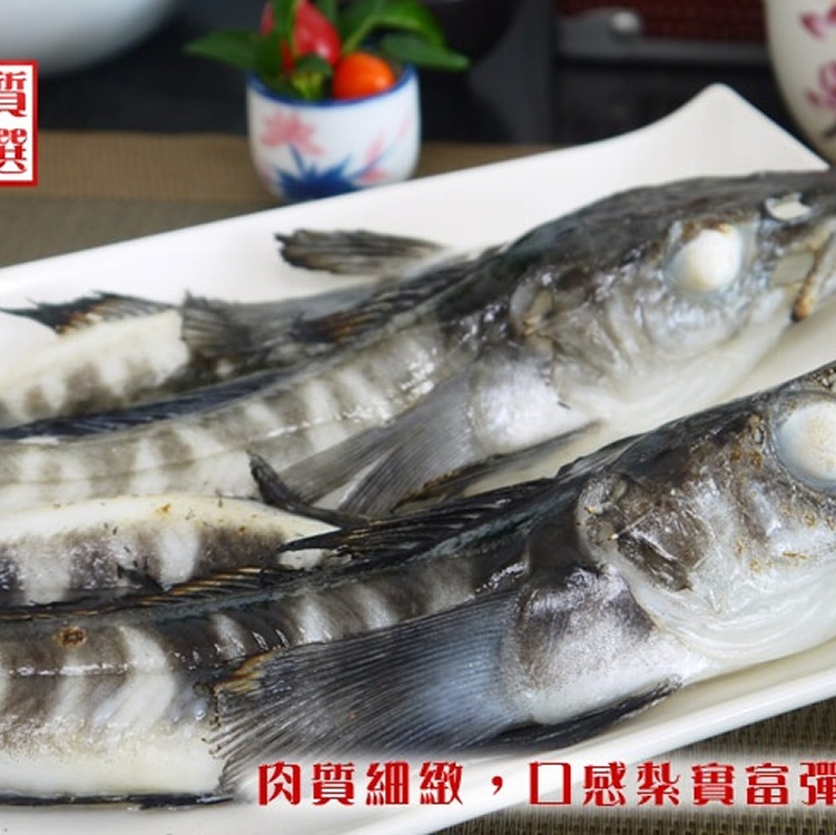 海之醇 ※ 南極冰魚 ※
