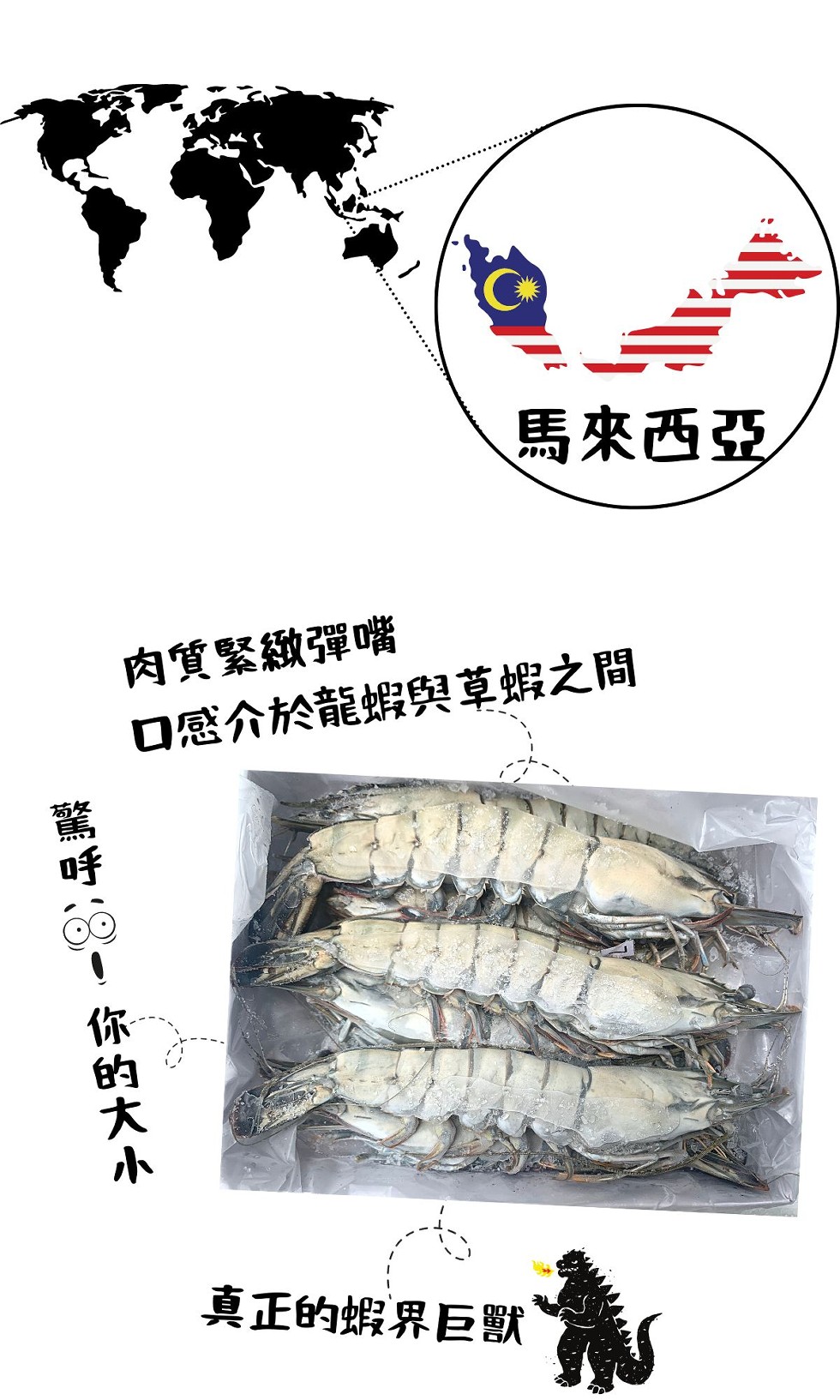馬來西亞，肉質緊緻彈嘴，口感介於龍蝦與草蝦之間，真正的蝦界巨獸，驚呼S! 你的大小。
